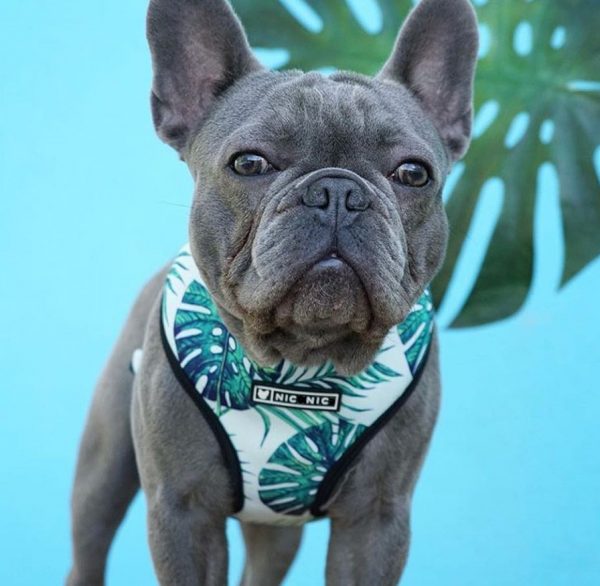 Tropical 2 piece Dog Harness Set - Image 4
